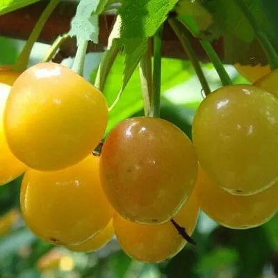 Черешня ЯНТАРНАЯ  Черешня ЯНТАРНАЯ в Костроме