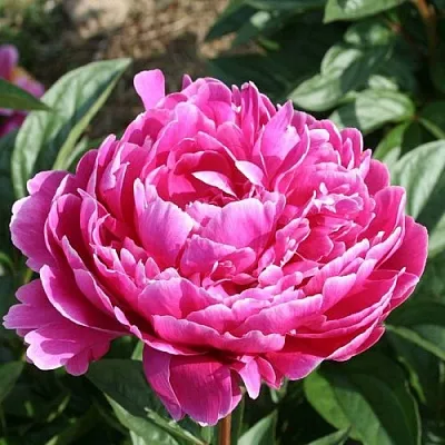 Пион СЕБАСТЬЯН МААС травянистый  Пион СЕБАСТЬЯН МААС травянистый в Костроме