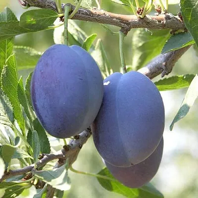 Слива СТЭНЛИ  Слива СТЭНЛИ в Костроме