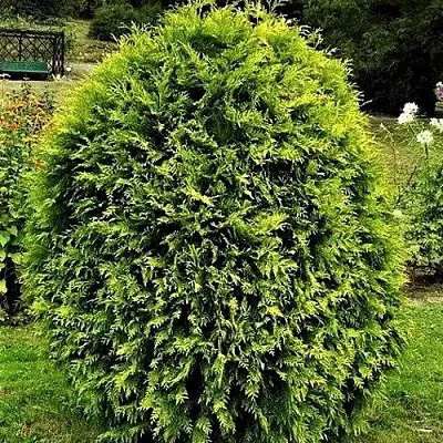 Туя ТИП ТОП западная  Туя ТИП ТОП западная в Костроме