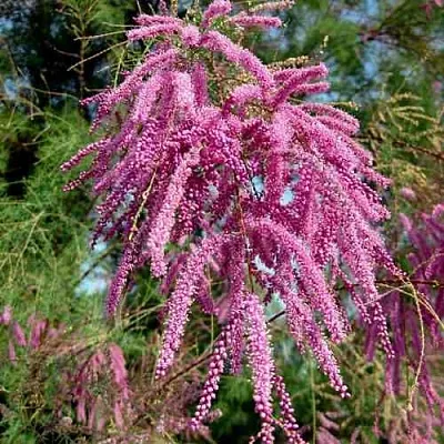 Тамарикс ПИНК КАСКАД  Тамарикс ПИНК КАСКАД в Костроме