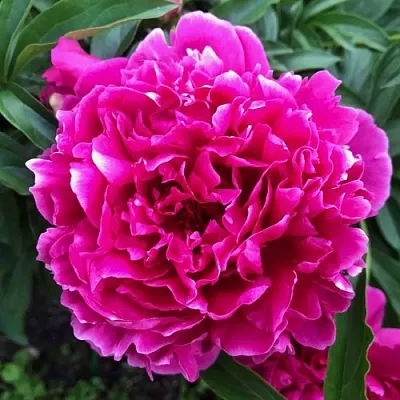 Пион КАРЛ РОЗЕНФЕЛЬД травянистый  Пион КАРЛ РОЗЕНФЕЛЬД травянистый в Костроме