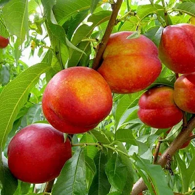 Нектарин ХАРБЛЕЙЗ  Нектарин ХАРБЛЕЙЗ в Костроме