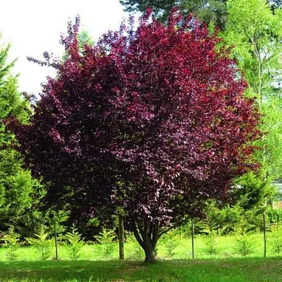 Слива НИГРА растопыреная  в Костроме