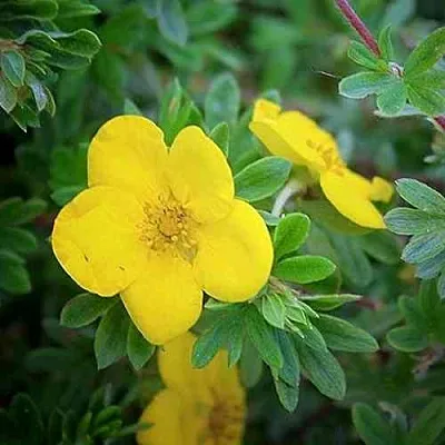 Лапчатка ГОЛДСТАР кустарниковая  Лапчатка ГОЛДСТАР кустарниковая в Костроме