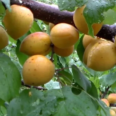 Абрикос МАНИТОБА — описание сорта Абрикос МАНИТОБА в Костроме