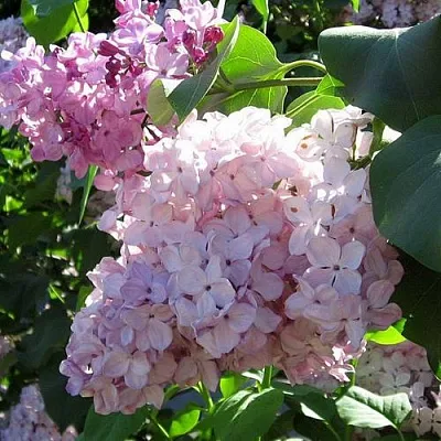 Сирень ГОРТЕНЗИЯ  Сирень ГОРТЕНЗИЯ в Костроме