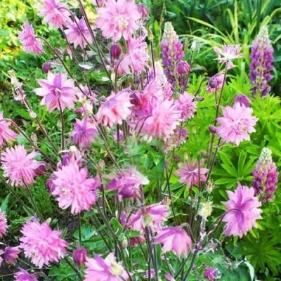 Аквилегия БАРЛОУ ПИНК гибрид МакКаны — описание сорта Аквилегия БАРЛОУ ПИНК гибрид МакКаны в Костроме