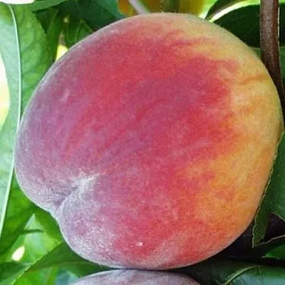 Персик ТОП СВИТ  Персик ТОП СВИТ в Костроме