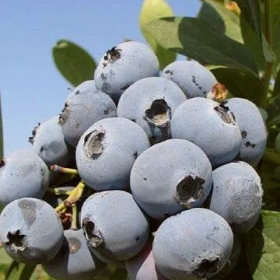 Голубика ЦУКЕР ТРАУБЕ  Голубика ЦУКЕР ТРАУБЕ в Костроме