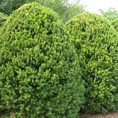 Тис в Костроме