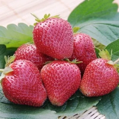 Клубника ВИМА КСИМА в Костроме