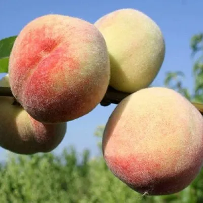 Персик ДОНЕЦКИЙ БЕЛЫЙ  Персик ДОНЕЦКИЙ БЕЛЫЙ в Костроме