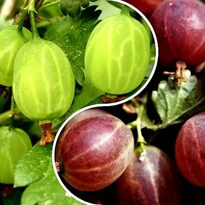 Комплект СКАЗКА в Костроме