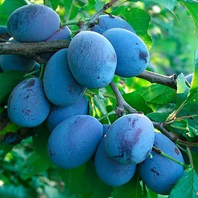 Синяя  в Костроме