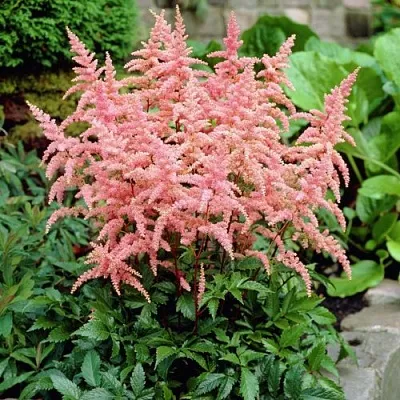 Астильба БРЕССИНГЕМ БЬЮТИ Арендса в Костроме