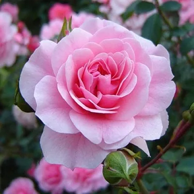 Саженцы роз БОНИКА флорибунда  Саженцы роз БОНИКА флорибунда в Костроме