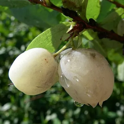 Голубика СНЕГУРОЧКА  Голубика СНЕГУРОЧКА в Костроме