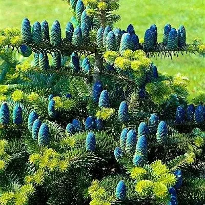 Пихта корейская   Пихта корейская  в Костроме