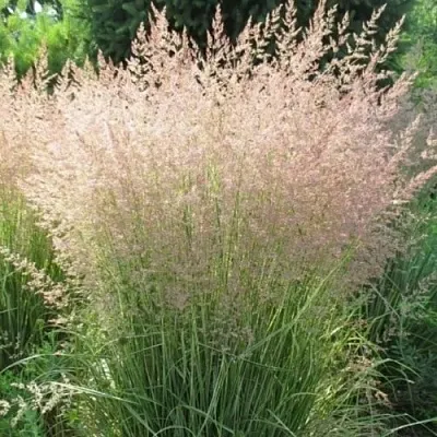 Вейник ОВЕРДАМ остроцветковый в Костроме
