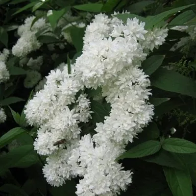 Дейция КАНДИДИССИМА шершавая  Дейция КАНДИДИССИМА шершавая в Костроме