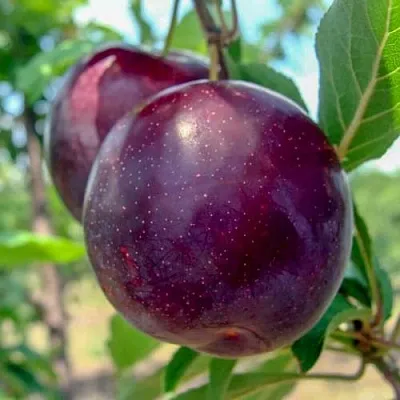 Слива АНЖЕЛИНО  Слива АНЖЕЛИНО в Костроме