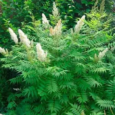 Рябинник рябинолистный СЭМ в Костроме