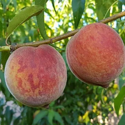 Персик КОНДОР  Персик КОНДОР в Костроме