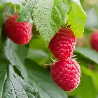 Малина МАРАВИЛЛА  Малина МАРАВИЛЛА в Костроме