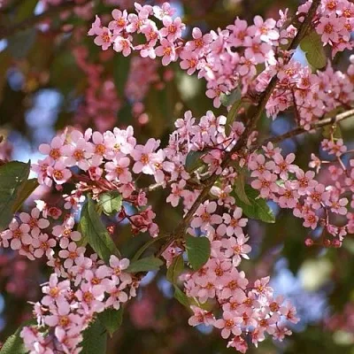 Черемуха КОЛОРАТА  Черемуха КОЛОРАТА в Костроме