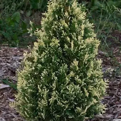 Туя БРАБАНТ ВАРИЕГАТТА западная  Туя БРАБАНТ ВАРИЕГАТТА западная в Костроме