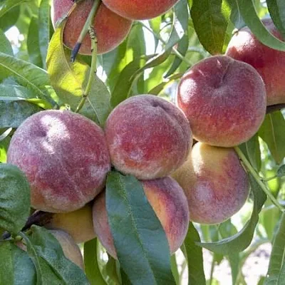 Персик ЗАРМЕНЮ  Персик ЗАРМЕНЮ в Костроме