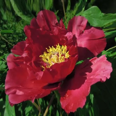 Пион КРАСНЫЙ ЛОТОС древовидный в Костроме