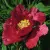 Пион КРАСНЫЙ ЛОТОС древовидный — описание сорта Пион КРАСНЫЙ ЛОТОС древовидный в Костроме