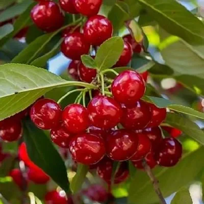 Вишня ГИРЛЯНДА  Вишня ГИРЛЯНДА в Костроме