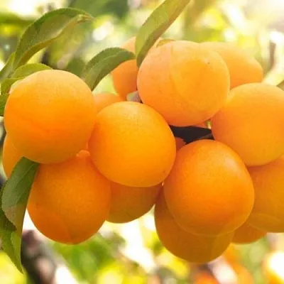 Слива МАРА в Костроме