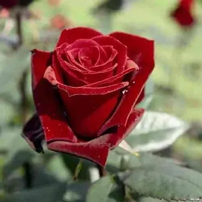 Саженцы роз ТАБУ чайно-гибридная в Костроме