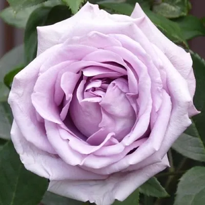 Саженцы роз ИНДИГОЛЕТТА плетистая  Саженцы роз ИНДИГОЛЕТТА плетистая в Костроме