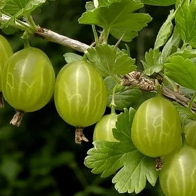 Крыжовник УРАЛЬСКИЙ БЕСШИПНЫЙ  Крыжовник УРАЛЬСКИЙ БЕСШИПНЫЙ в Костроме