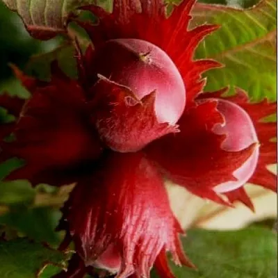 Фундук БАГРЯНЕЦ  Фундук БАГРЯНЕЦ в Костроме