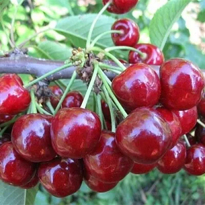 Вишня ДЕСЕРТНАЯ МОРОЗОВОЙ  Вишня ДЕСЕРТНАЯ МОРОЗОВОЙ в Костроме