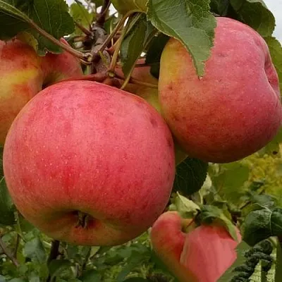 Яблоня БОЛОТОВСКОЕ  Яблоня БОЛОТОВСКОЕ в Костроме