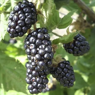 Ежемалина МАРИОН  Ежемалина МАРИОН в Костроме