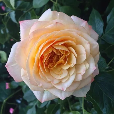 Саженцы роз АБЕЙ ДЕ СЕНТ-АМАН шраб  Саженцы роз АБЕЙ ДЕ СЕНТ-АМАН шраб в Костроме