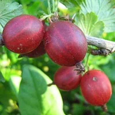 Крыжовник ЩЕДРЫЙ  Крыжовник ЩЕДРЫЙ в Костроме