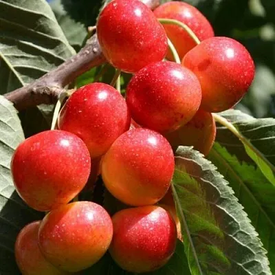 Черешня ГАСТИНЕЦ  Черешня ГАСТИНЕЦ в Костроме