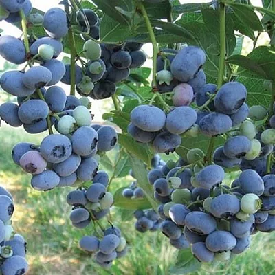 Голубика ЛИБЕРТИ в Костроме