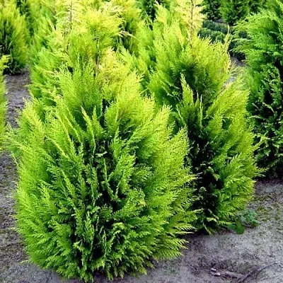 Кипарисовик ИВОНЕ лавсана  Кипарисовик ИВОНЕ лавсана в Костроме