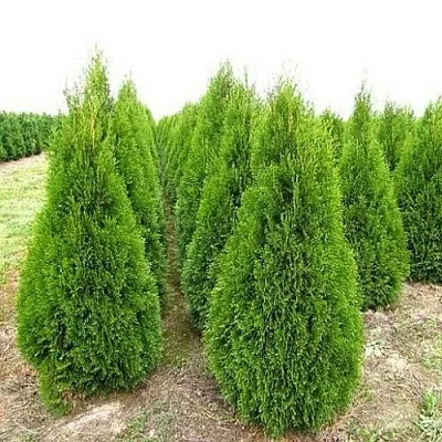 Туя СМАРАГД западная  Туя СМАРАГД западная в Костроме