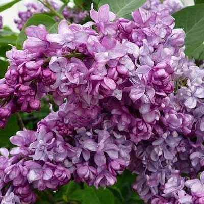 Сирень ГЕНЕРАЛ ПЕРШИНГ  Сирень ГЕНЕРАЛ ПЕРШИНГ в Костроме